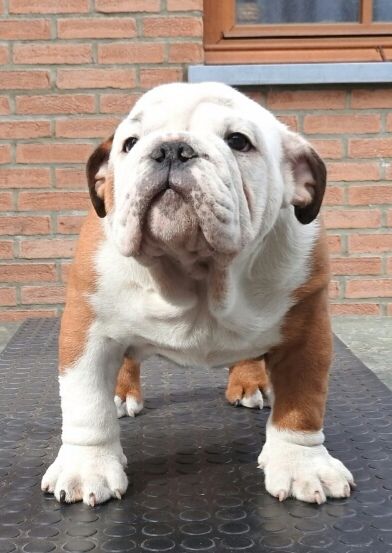 Under Jaw Bull's - Chiot disponible  - Bulldog Anglais